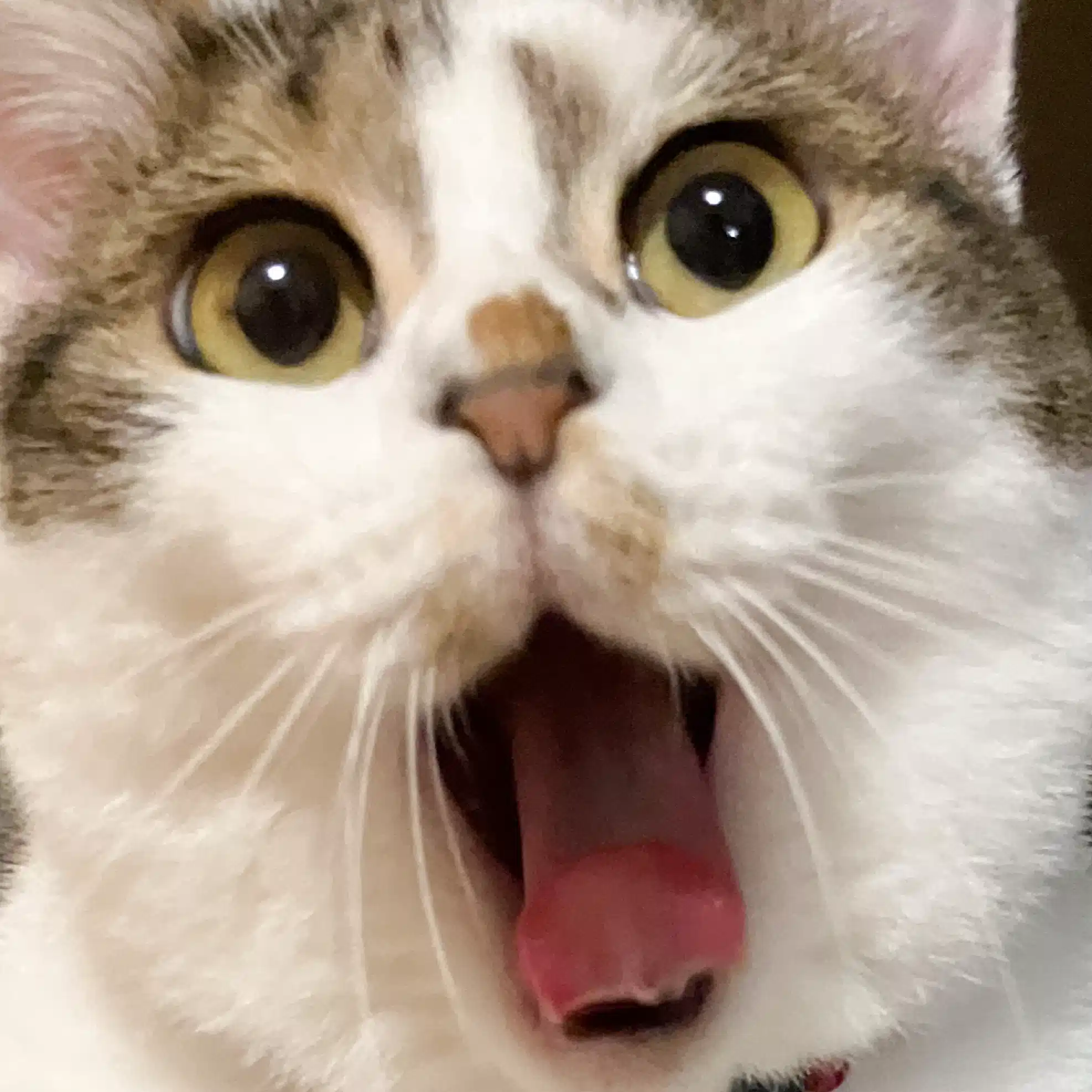 やまかわ