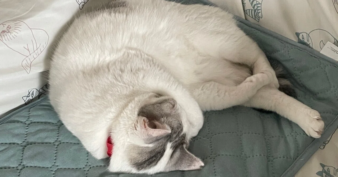 My ASD Wife: She Doesn't Even Miss a Cat's Breath!? Her Thorough ...