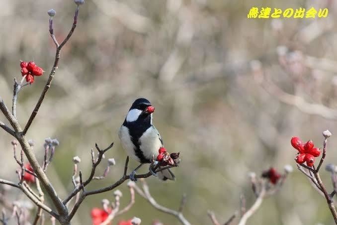 第634回 野鳥の立寄り食堂 民家の庭 翆野 大地 Note 第634回 野鳥の立寄り食堂 民家の庭 翆野 大地 Note