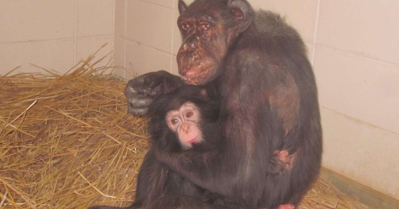 チンパンジー マツコ の半生 ハピズー Note