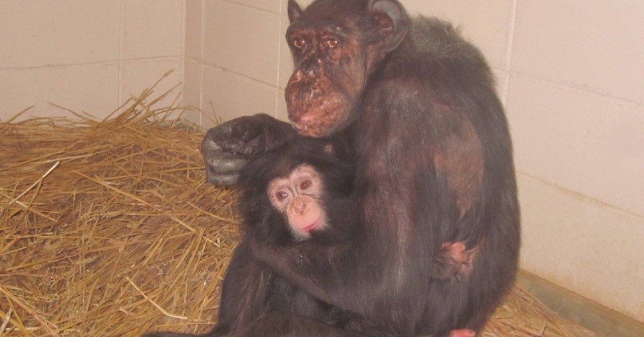 チンパンジー「マツコ」の半生③｜ハピズー