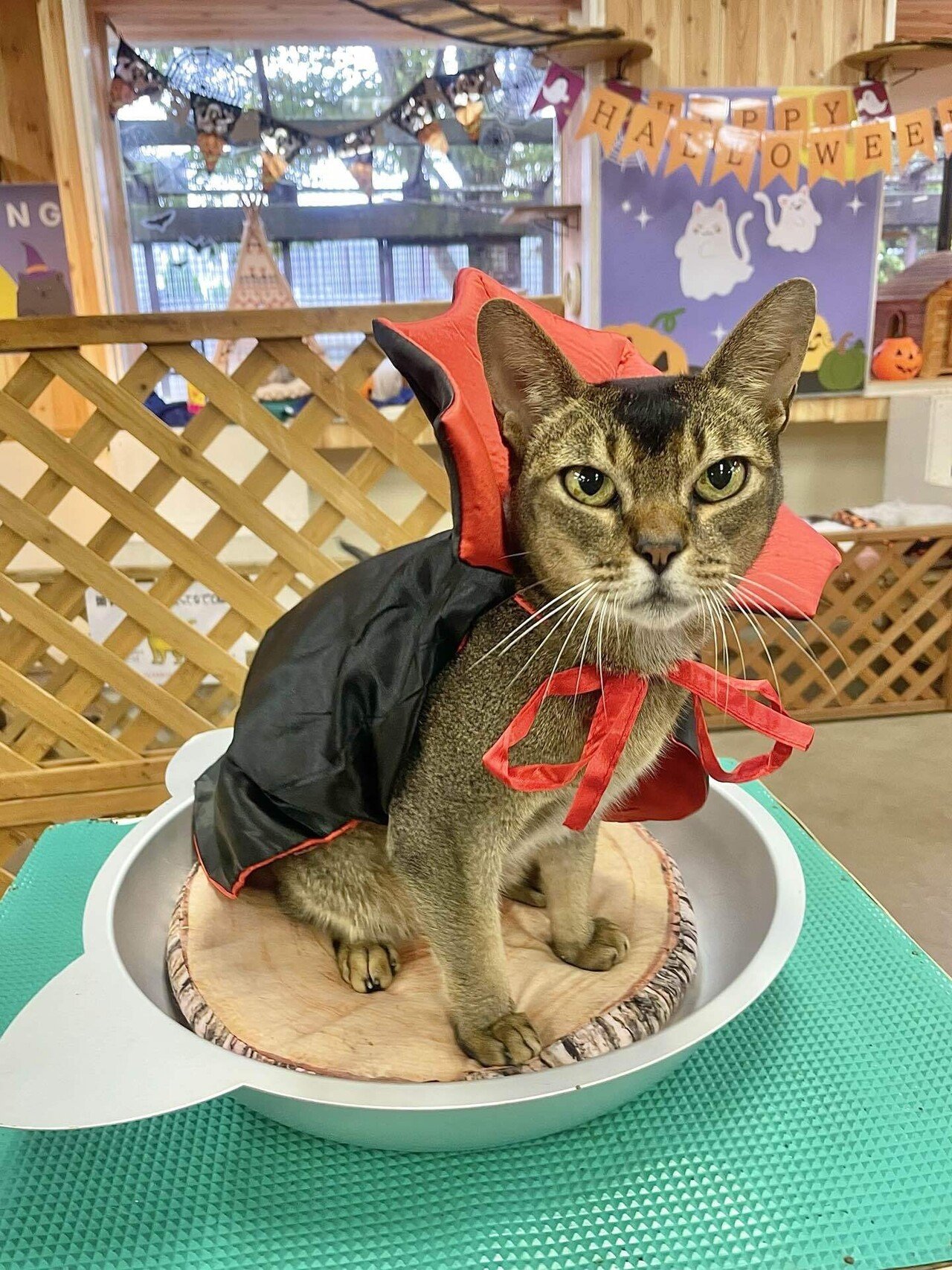 イヌネコ達のHappy halloween👻🎃｜那須どうぶつ王国公式note