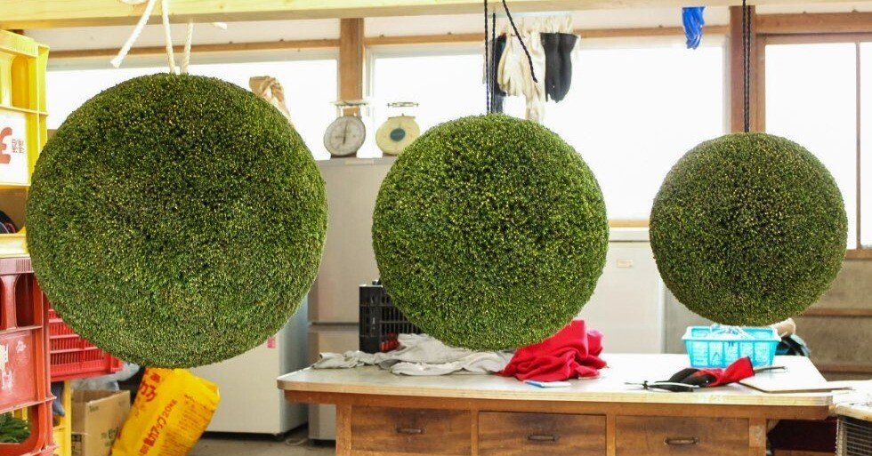 米えにしの軒先にある丸い玉「杉玉」（すぎだま）｜お知らせ