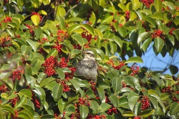第634回 野鳥の立寄り食堂 民家の庭 翆野 大地 Note