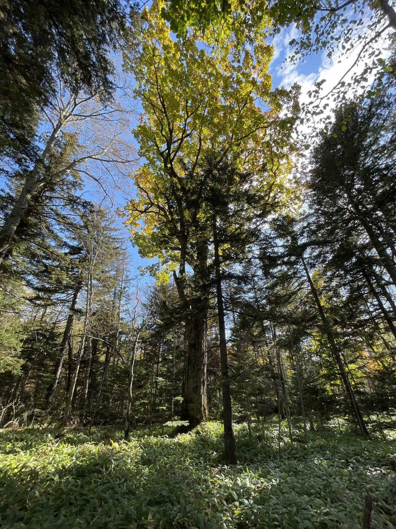 超レア　ミズナラの朽木 ミズナラの巨木。｜unica