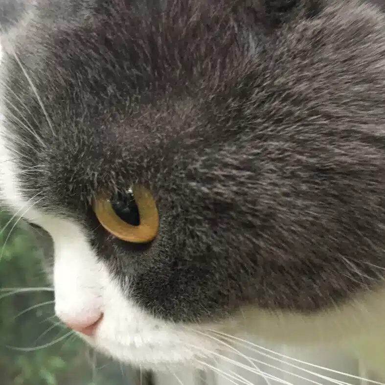 ほよこ