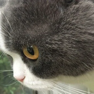 ほよこ
