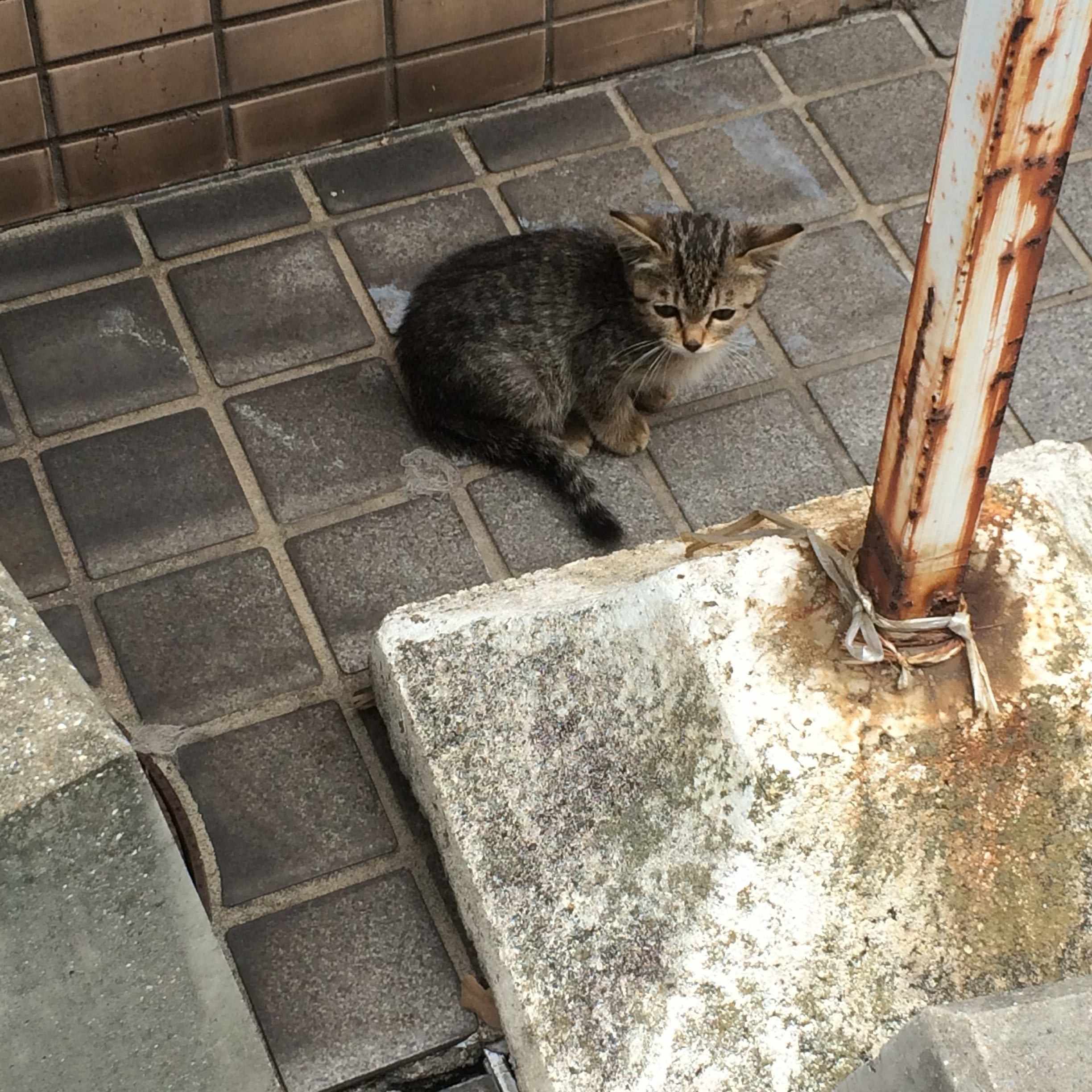 Superchunk / No Pocky For Kitty｜テツ