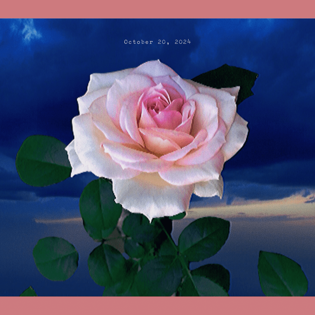 マリーアントワネット 大輪のピンクの薔薇 金額縁 （マリー