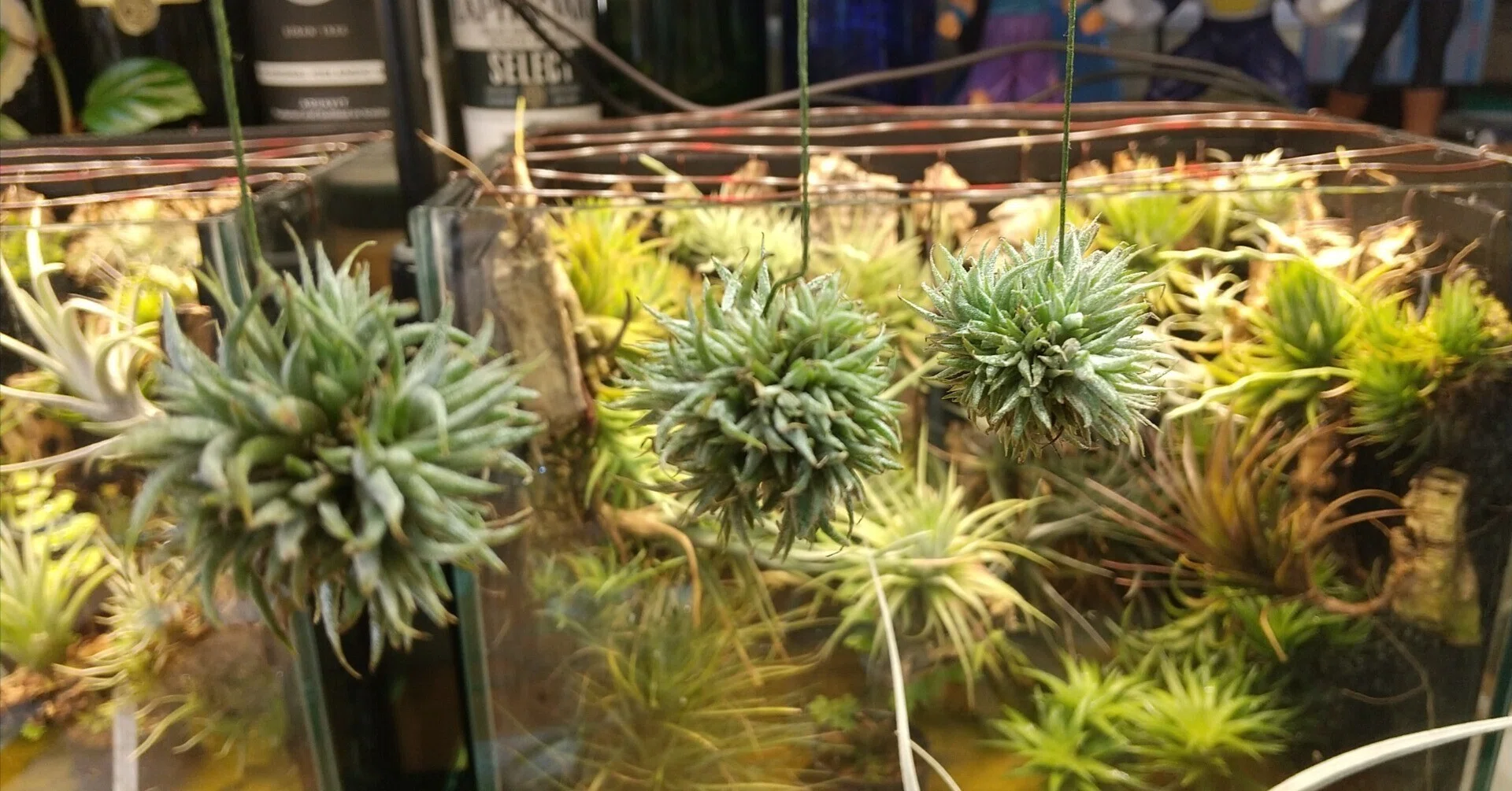 チランジア入荷リスト10/15｜NatureGarden🌿神田