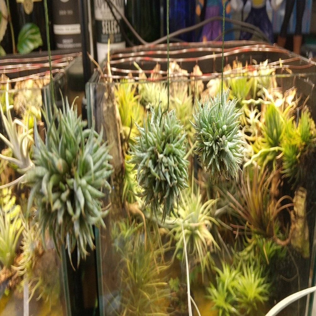 チランジア入荷リスト10/15｜NatureGarden🌿神田