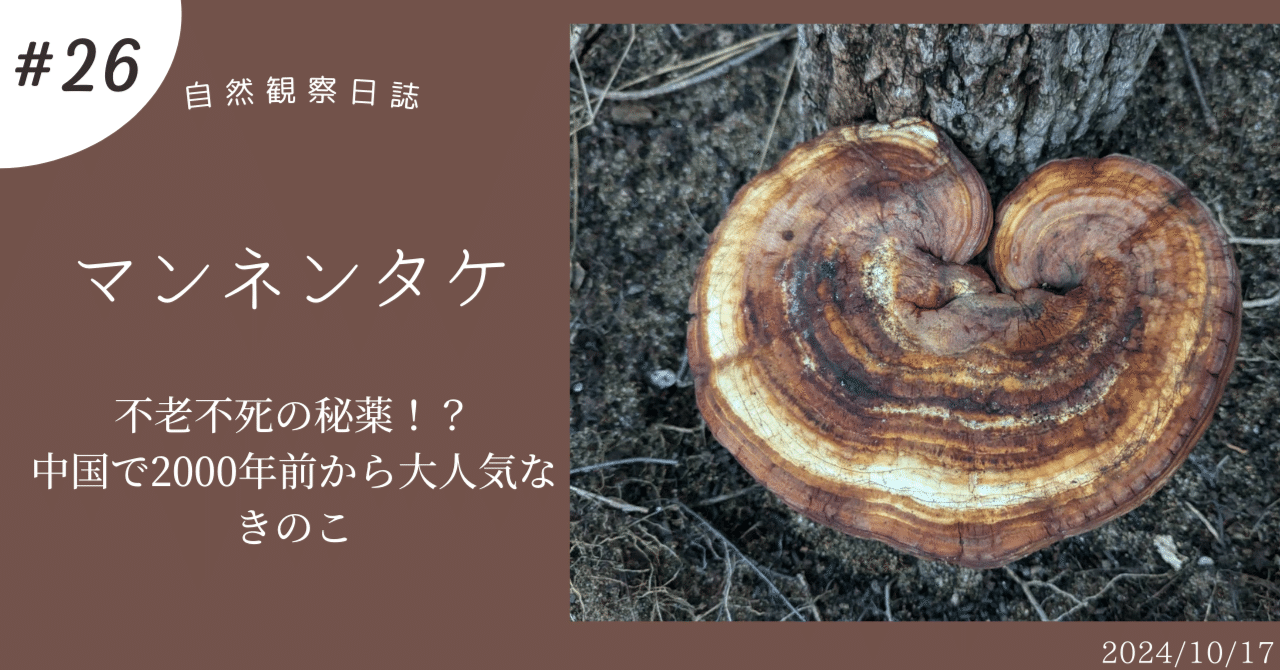 マンネンタケ 不老長寿の秘薬！？中国で2000年前から大人気なきのこ｜ぜん