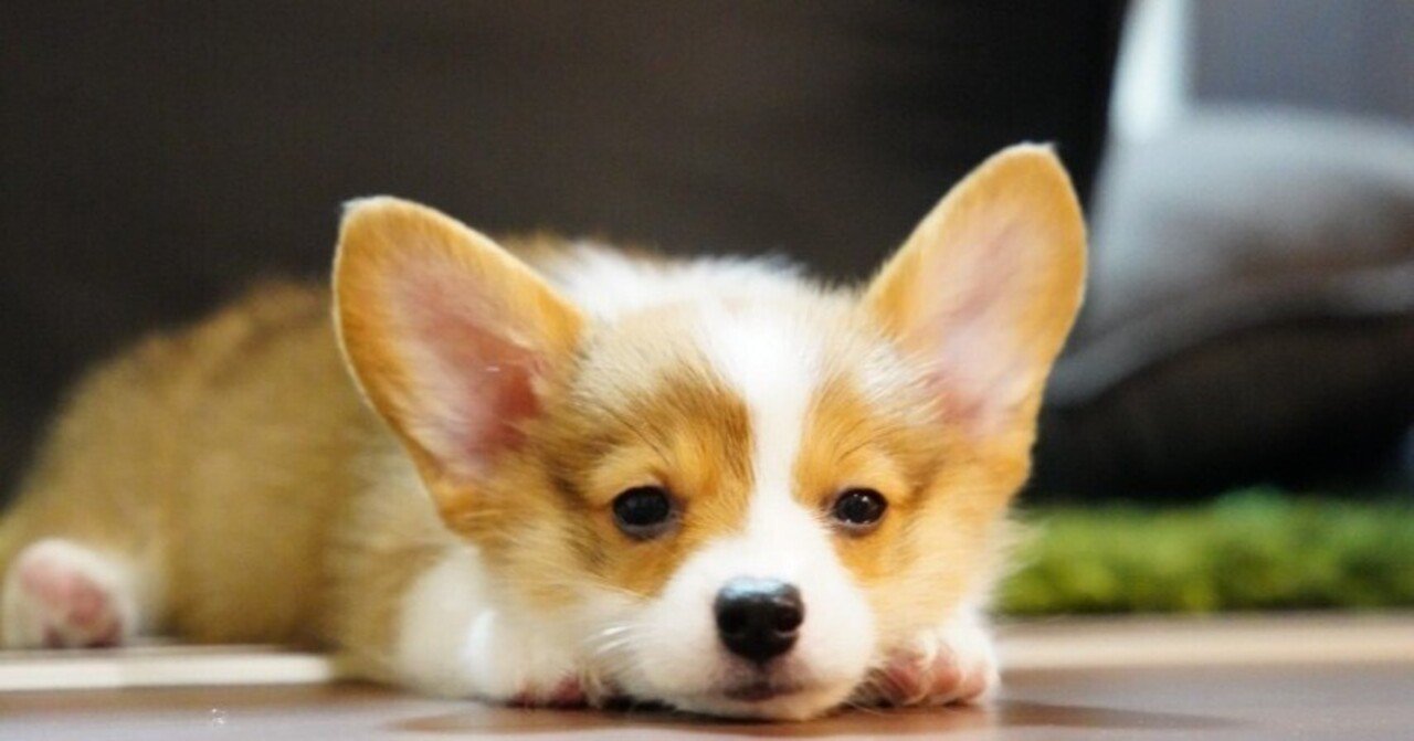 ベビーコーギー 子犬 クローズアップ 顔 犬 ポートレート ジップパーカー カット版・コーギー犬服, image size:1280x671