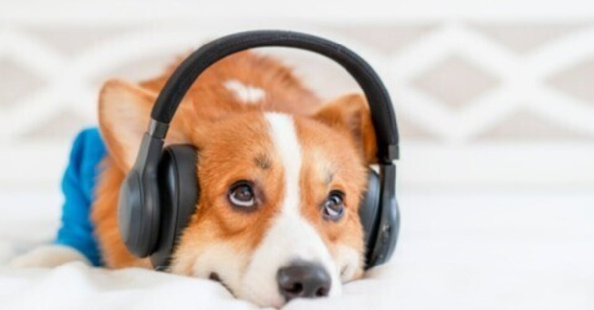 贈る結婚祝い NO ダメな犬はいない BAD dogs “bad no are DOGS（There その他