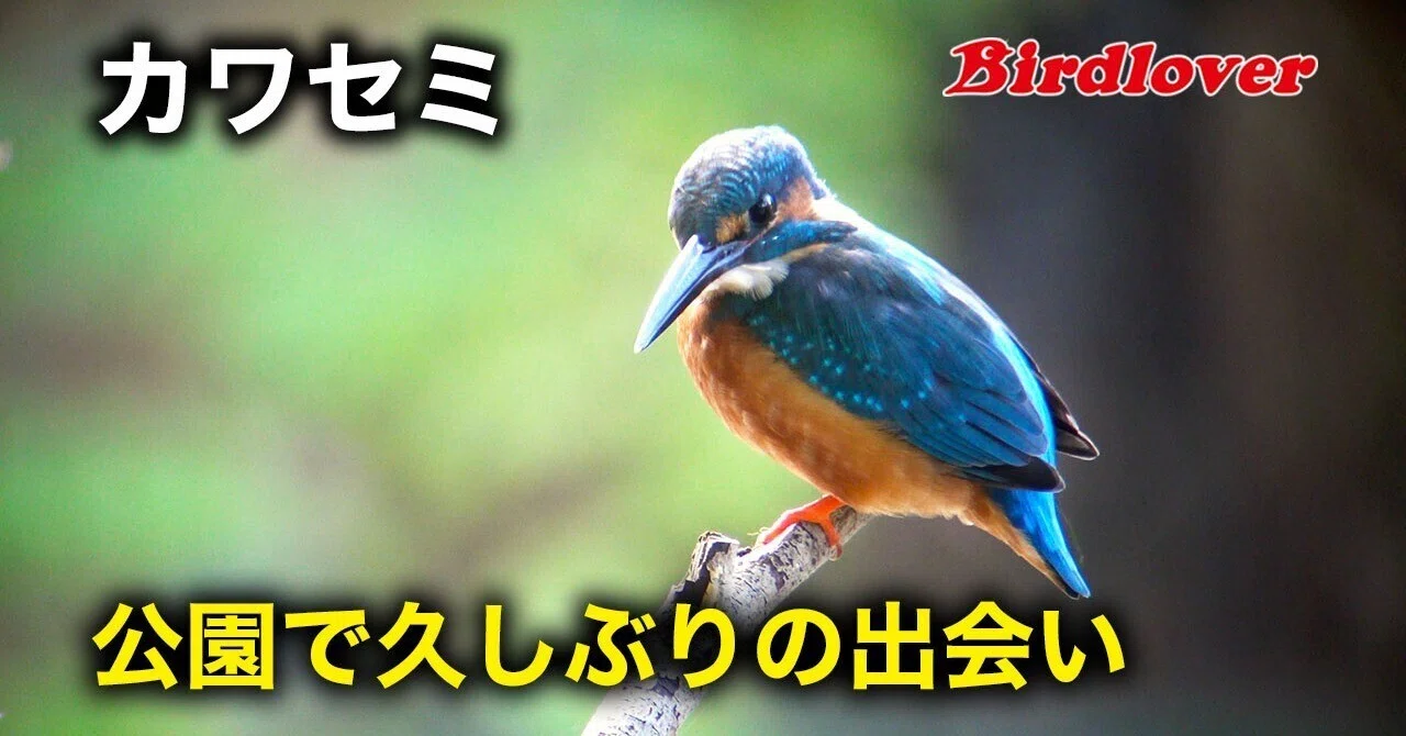 公園で遊んでくれたカワセミ君｜Birdlover