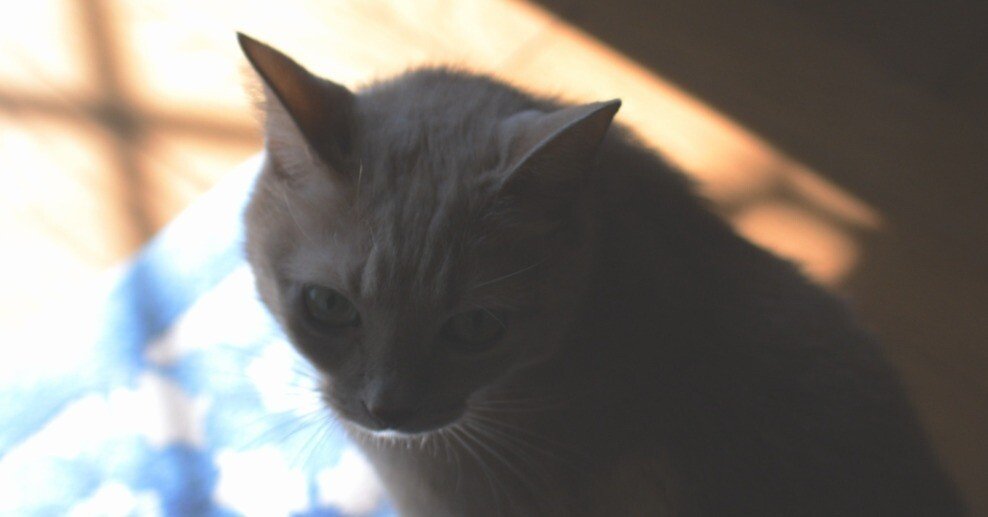 コスパおばけ】②Nikon D70、D70S 2024年に価格がバグってるアイテム