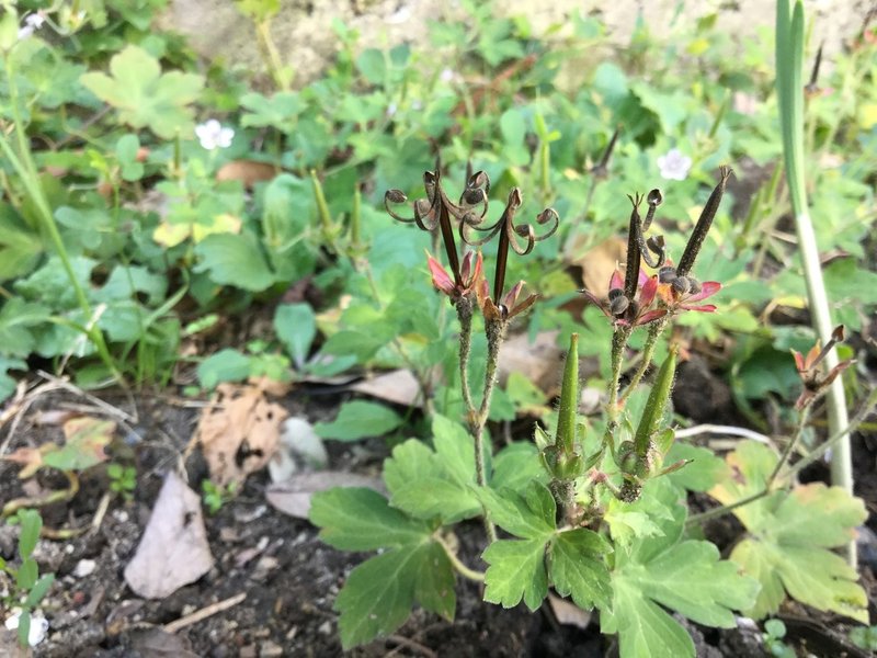 野草食日記 149 ゲンノショウコの種が弾けるとセニョールの髭になる なな艸 Note