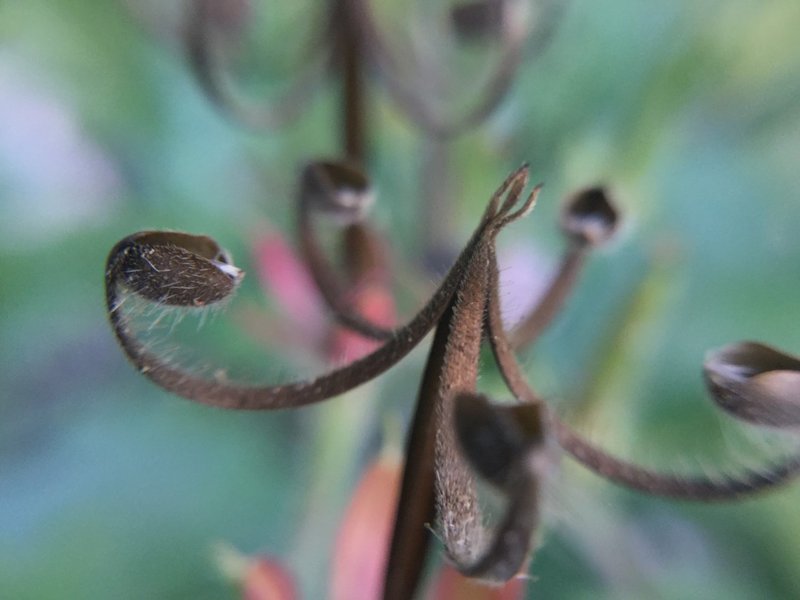 野草食日記 149 ゲンノショウコの種が弾けるとセニョールの髭になる なな艸 Note