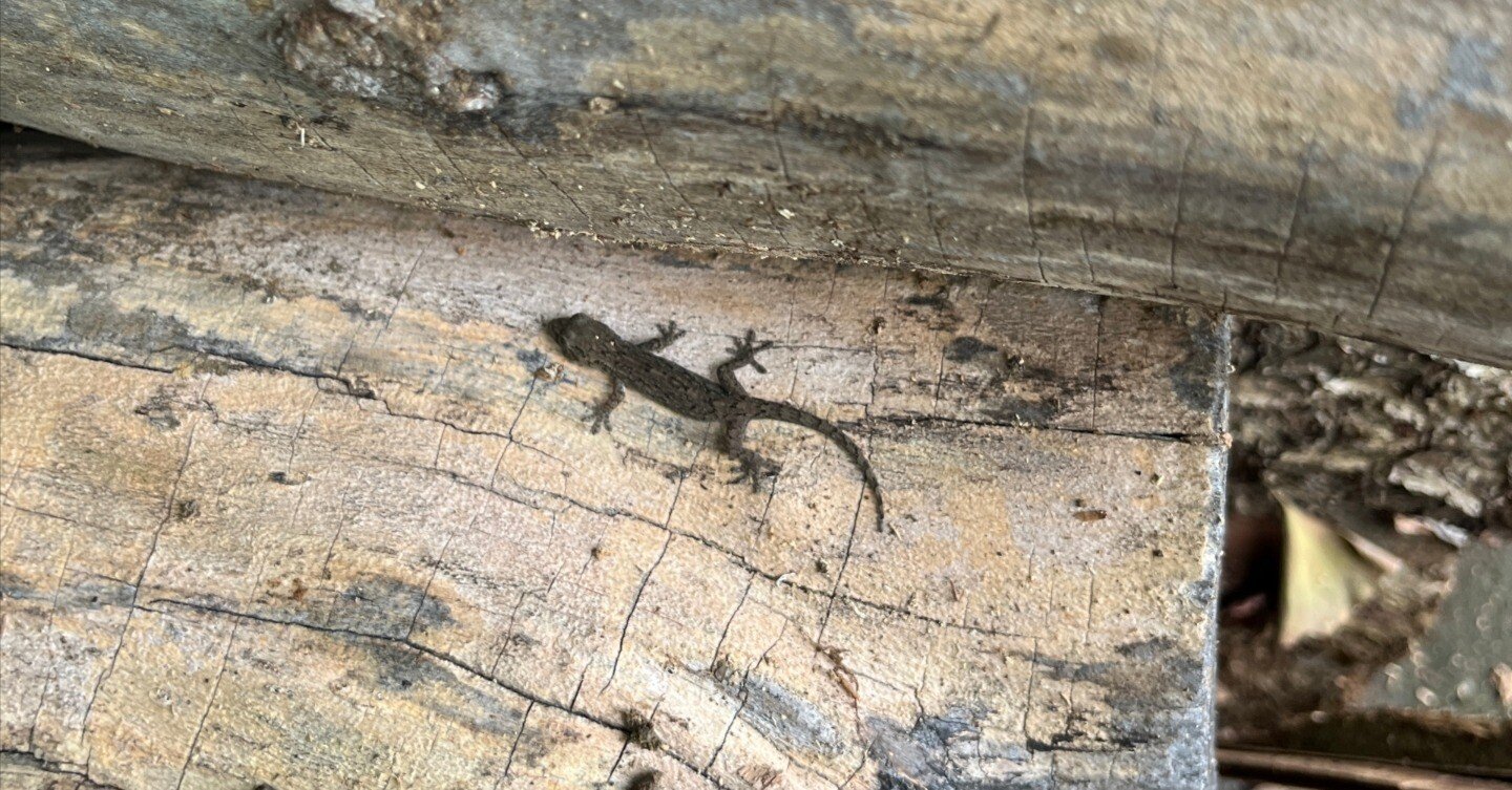 ニホンヤモリ｜川崎市黒川青少年野外活動センター