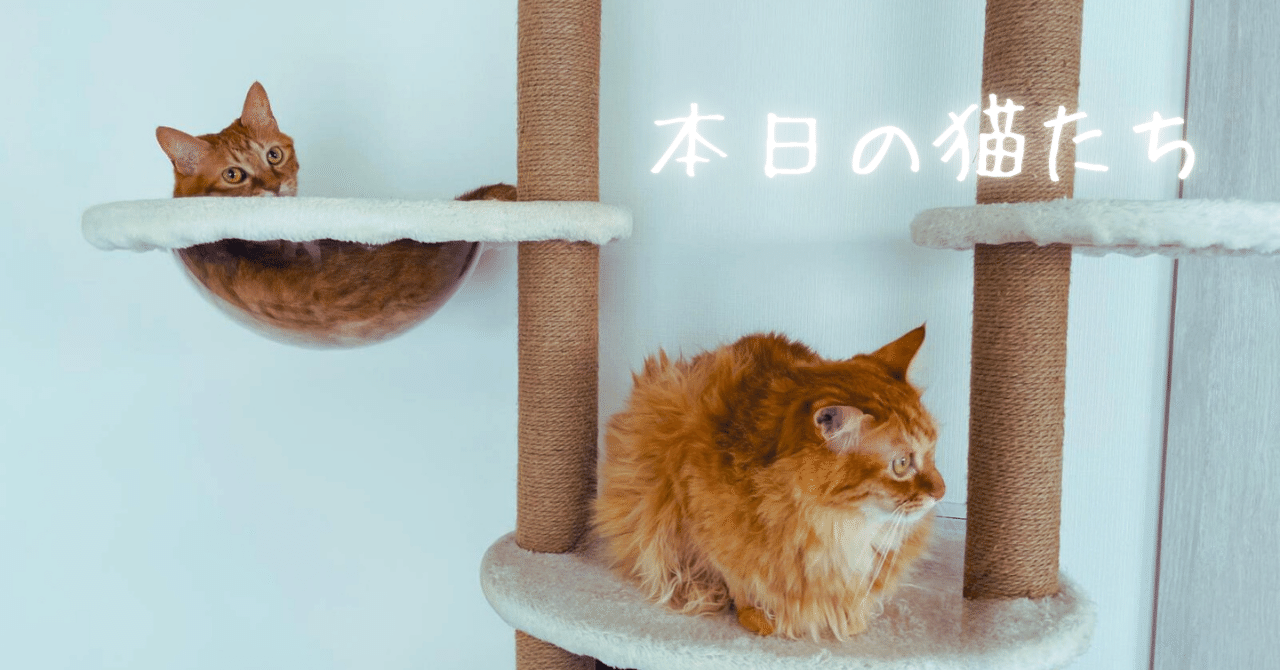 本日の猫たち #426（『ねこのストリッパー』）｜MIU
