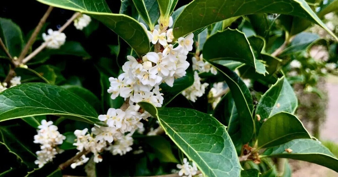 88 Osmanthus fragrans and Osmanthus fragrans var. aurantiacus｜鱗 