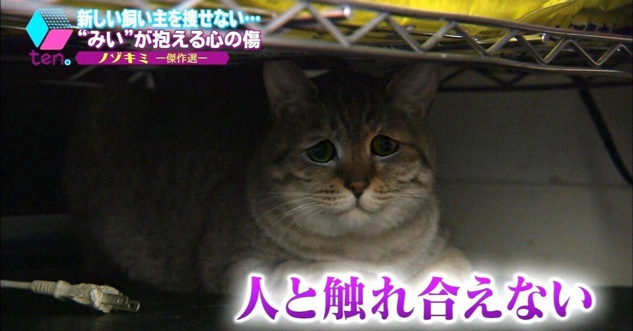 ファッショナブル人生｜かのは
