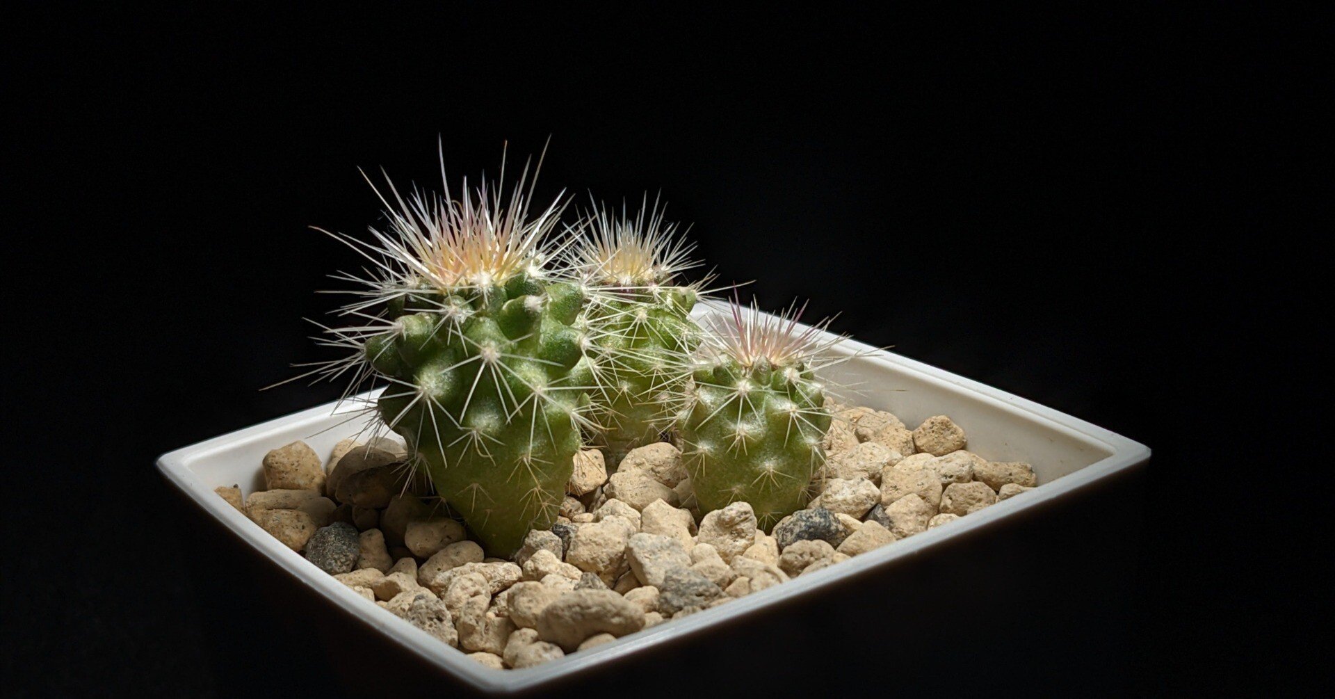 種から1年のサボテン｜こう