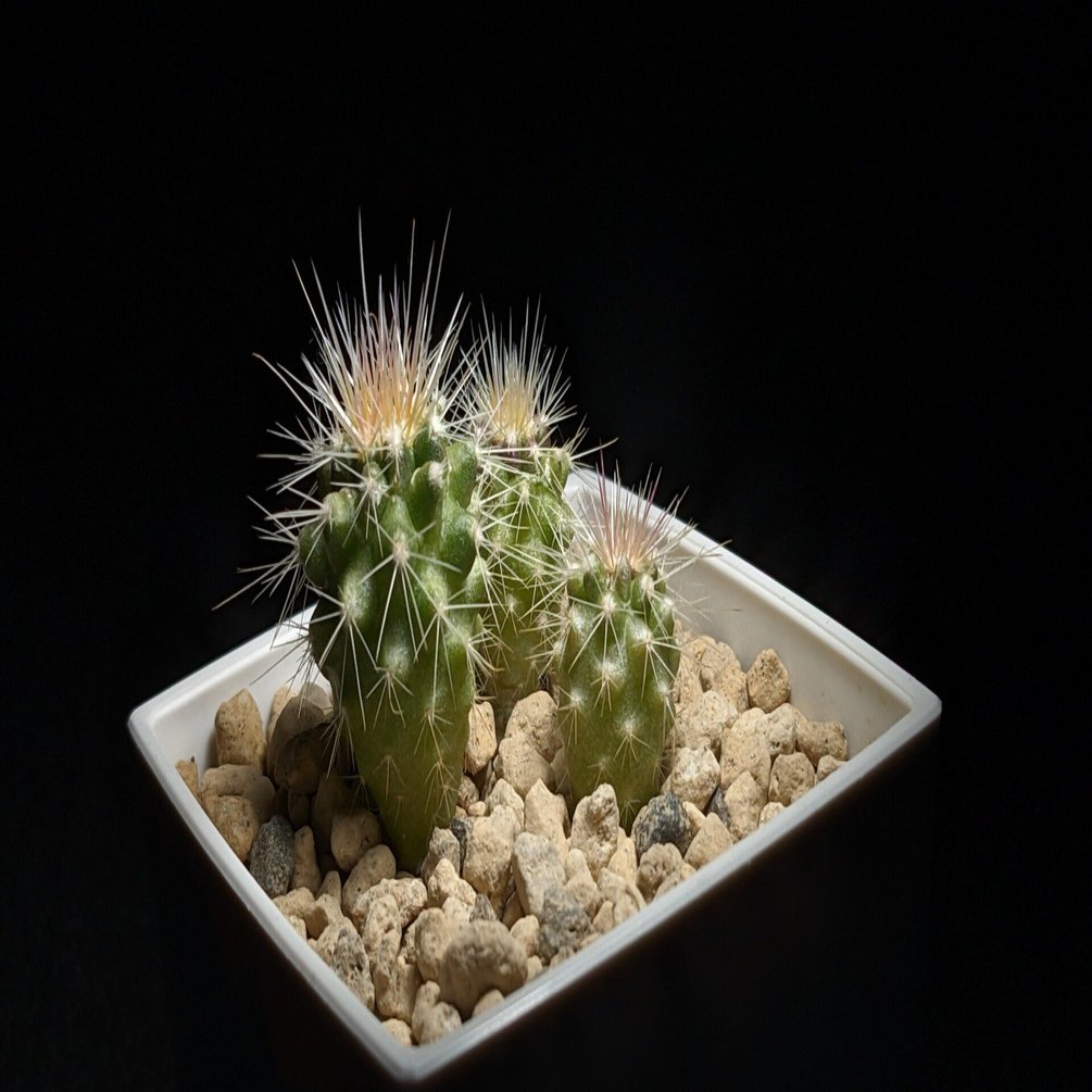 種から1年のサボテン｜こう