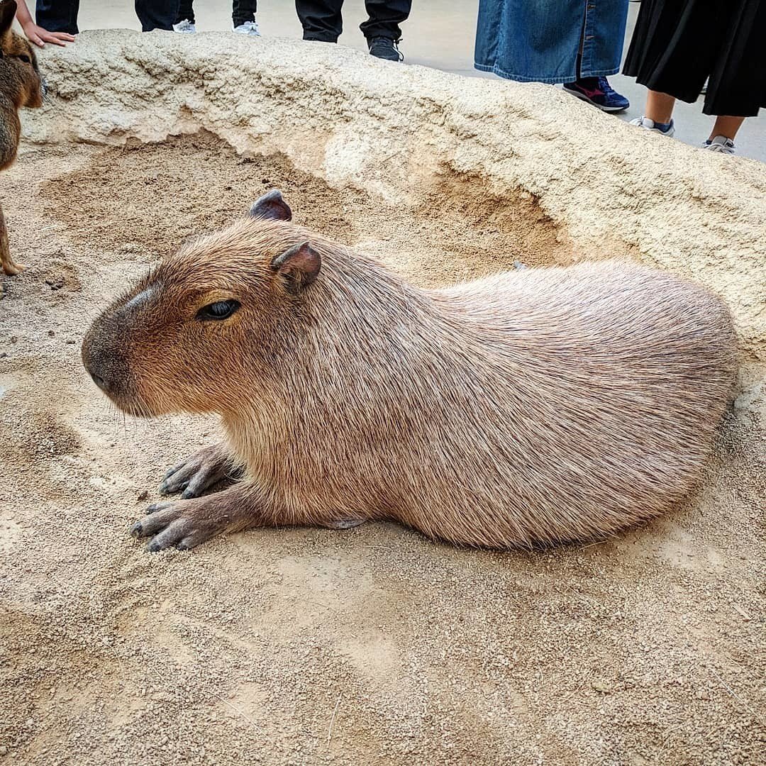 神戸どうぶつ王国のカピバラさん ペンギン太郎 Note