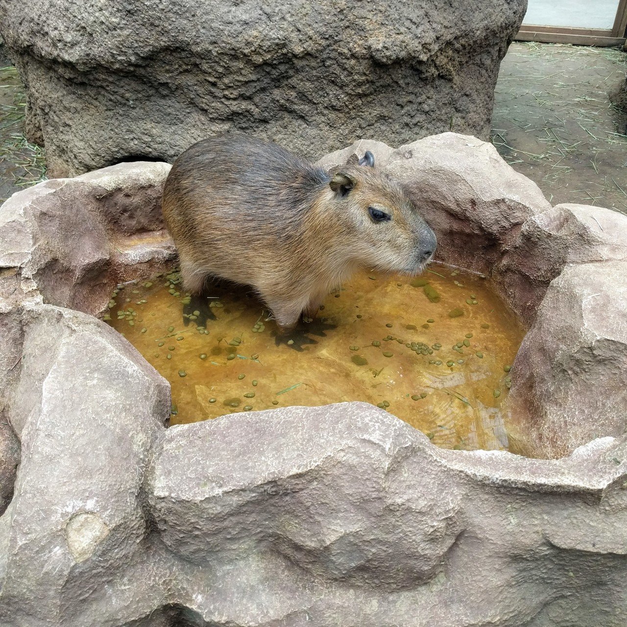 神戸どうぶつ王国のカピバラさん ペンギン太郎 Note 神戸どうぶつ王国のカピバラさん ペンギン太郎 Note
