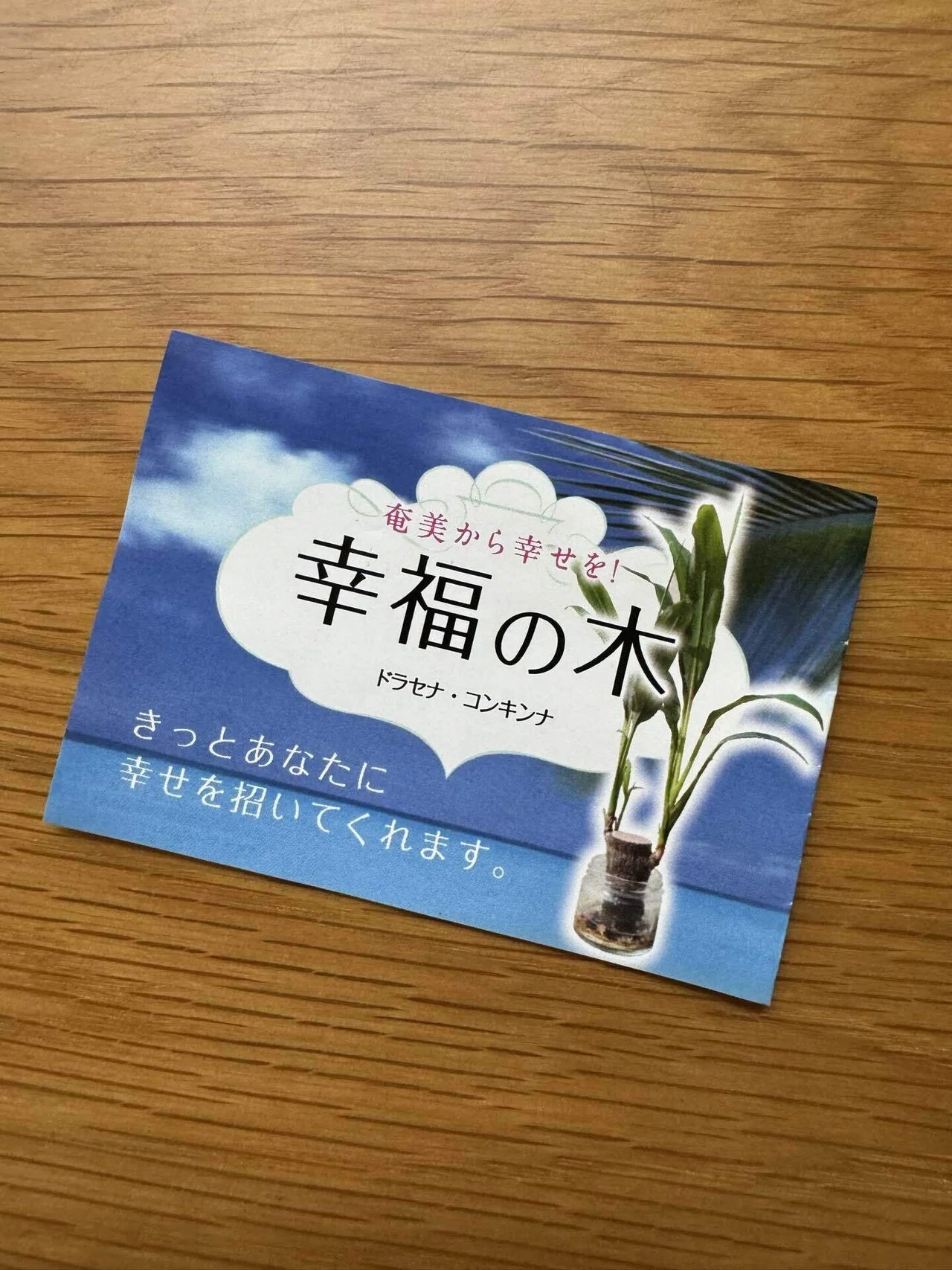 奄美大島で買った「幸福の木」｜こはる