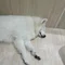 掃き溜めくん