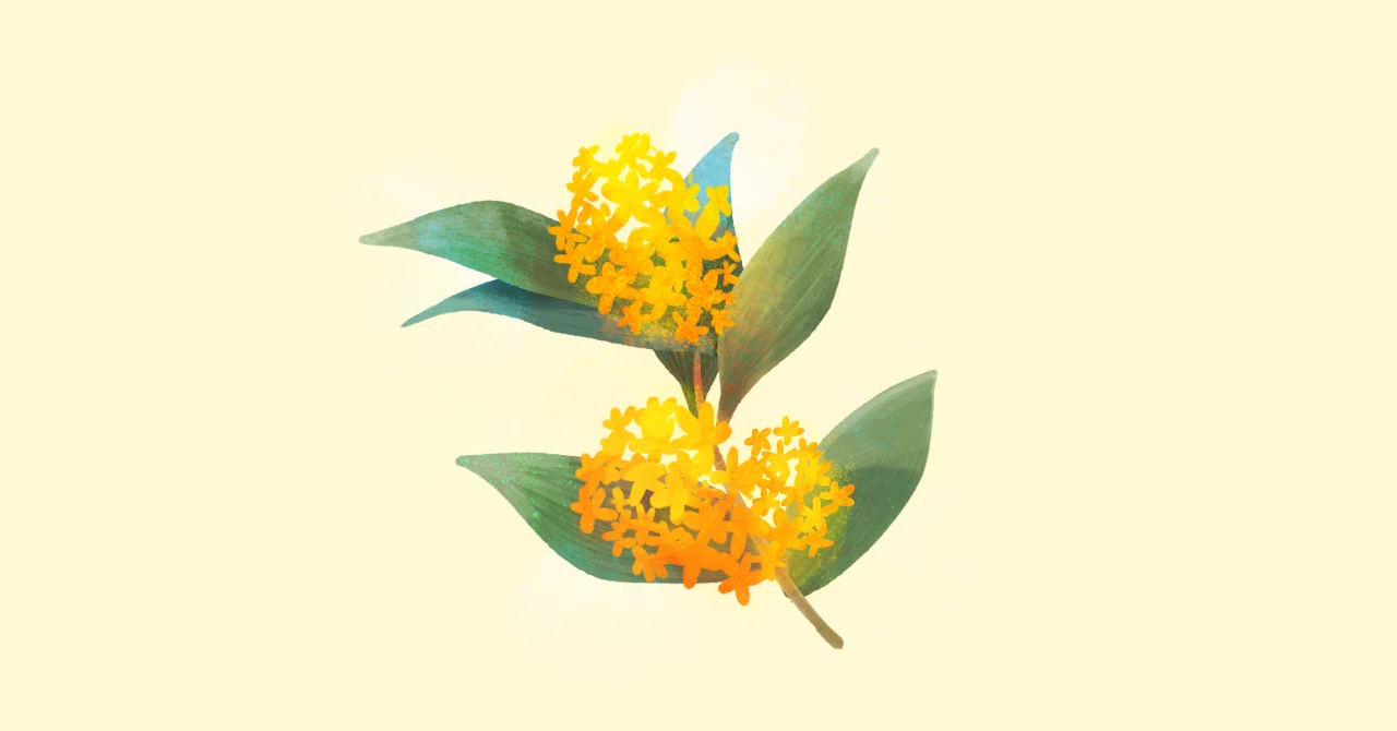 イラスト｜金木犀｜mmm