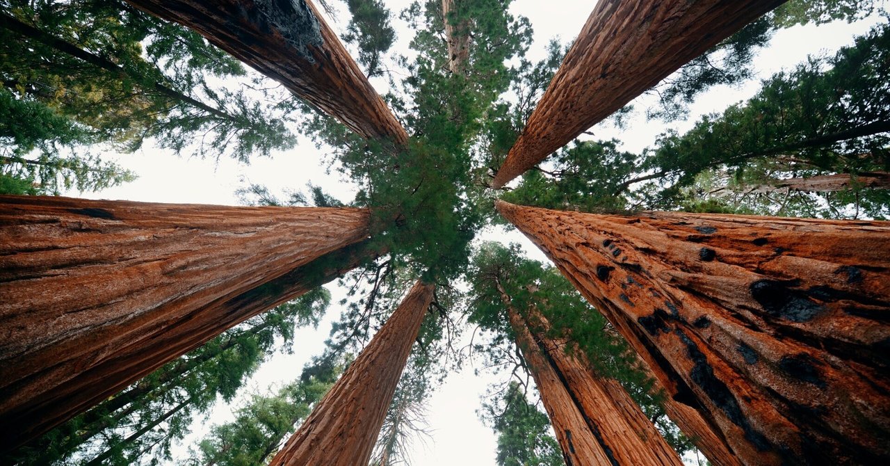 Sequoiaにしてみた｜&Anqer - Sugiyama