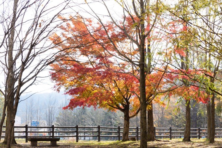 矢ヶ崎公園(2019.11.10撮影)