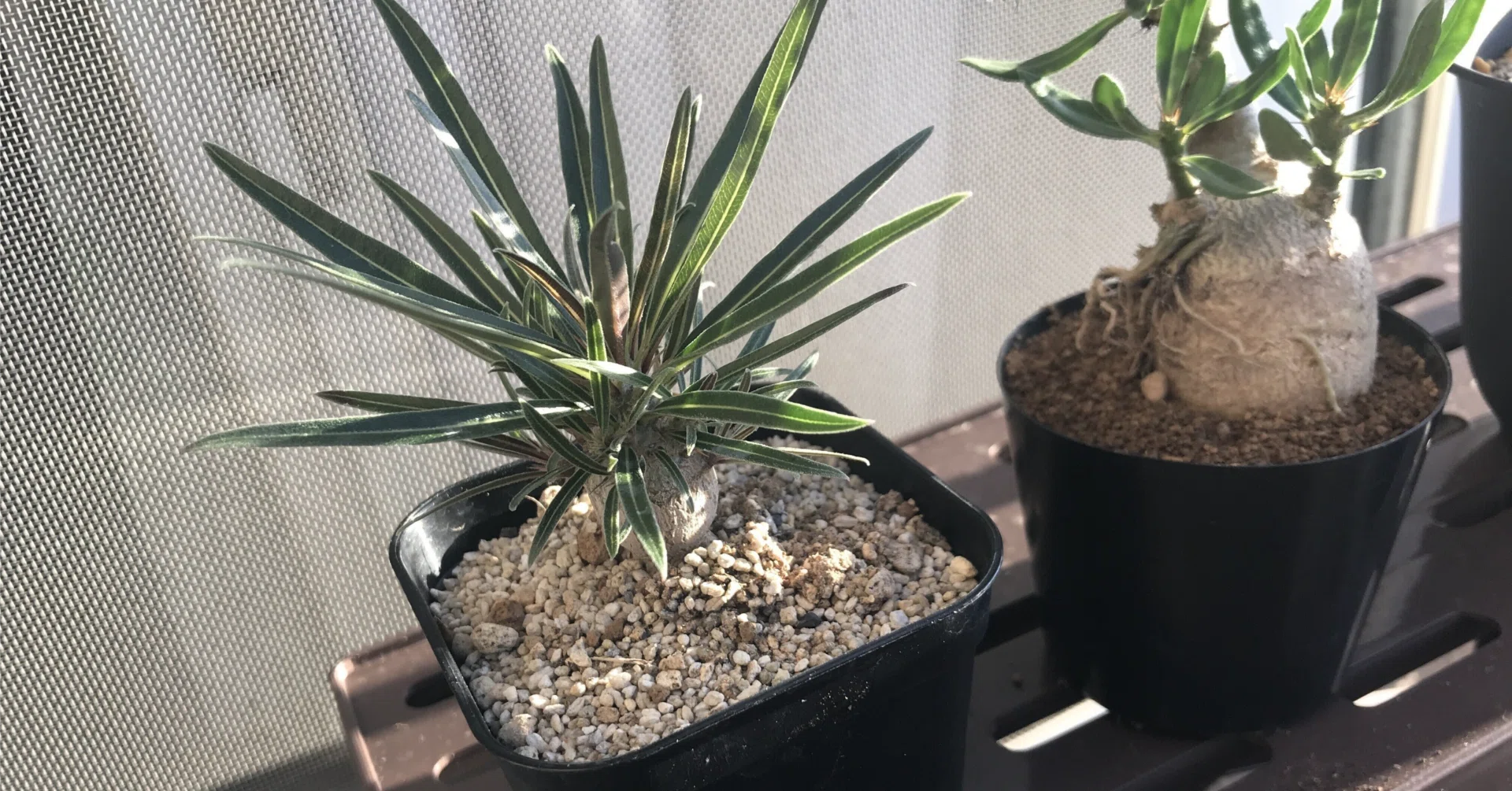 初心者がグラキリスベアルート株の発根管理に挑戦。Pt.2｜.plants