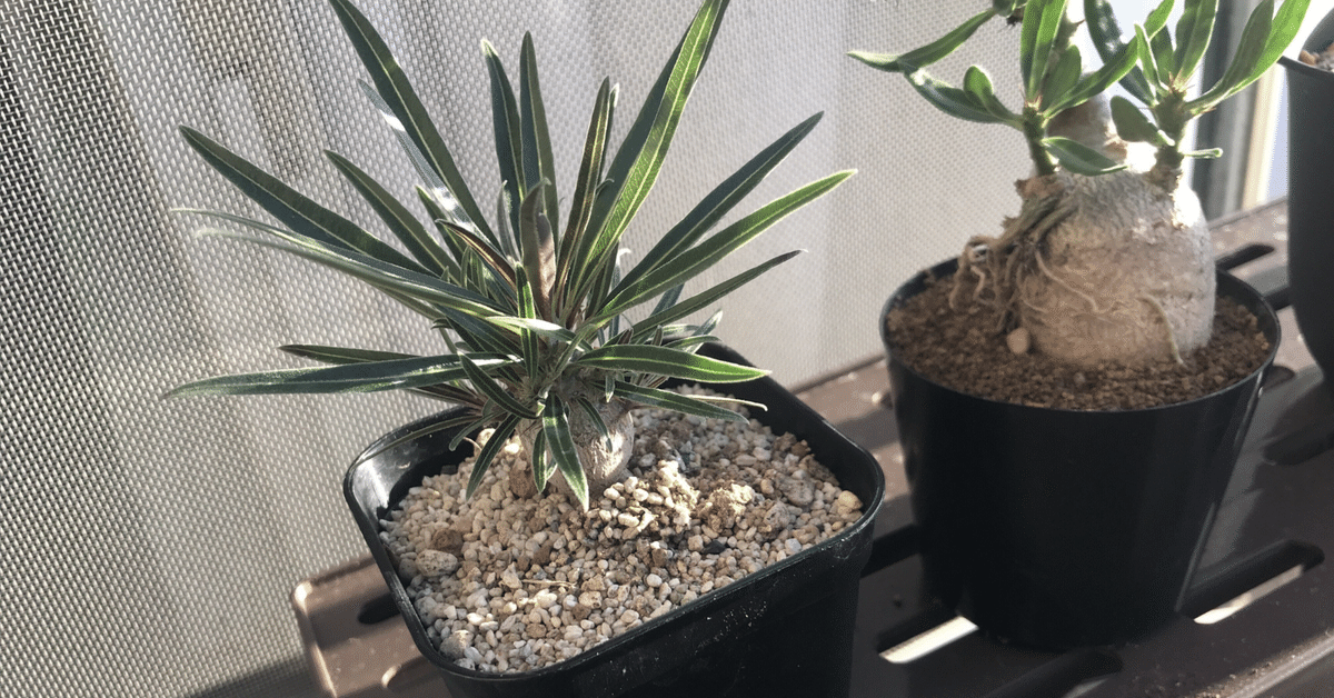 速達！！赤肌　グラキリス　ベアルート　状態良好 春の植え替え・発根チャレンジセット】グラキリスベアルート
