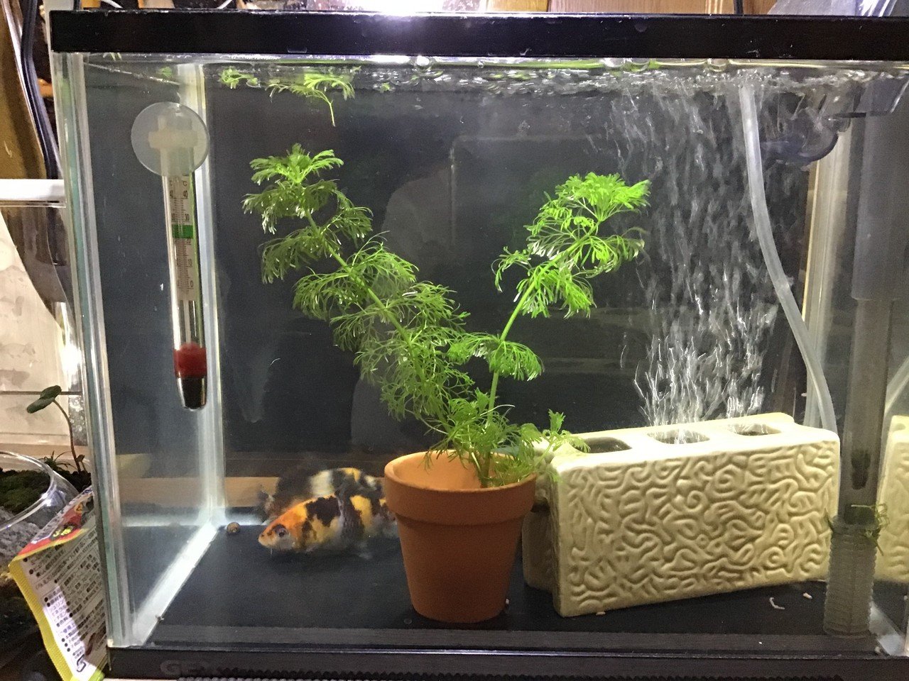 鯉の水槽に砂利を敷く ゆーいちの水槽部屋 Note