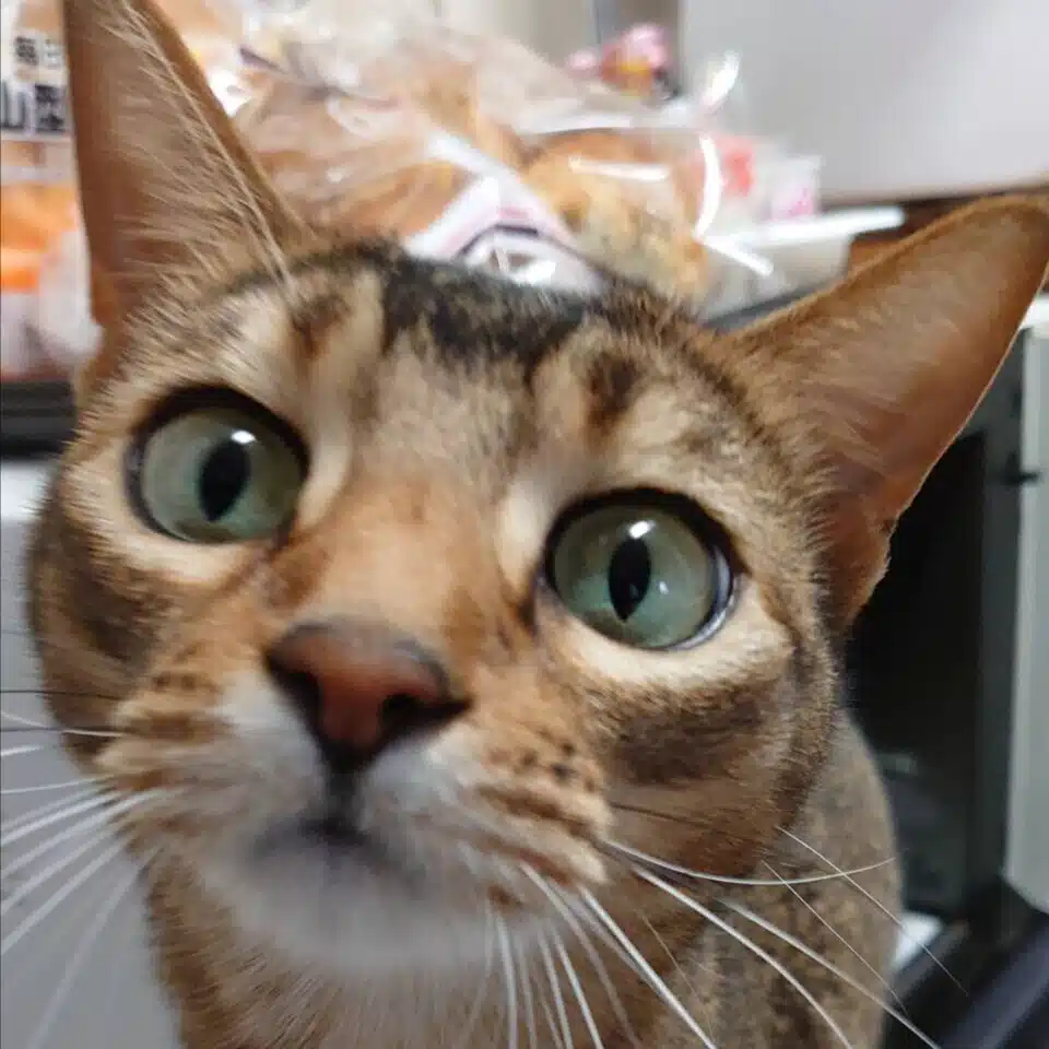 tamari