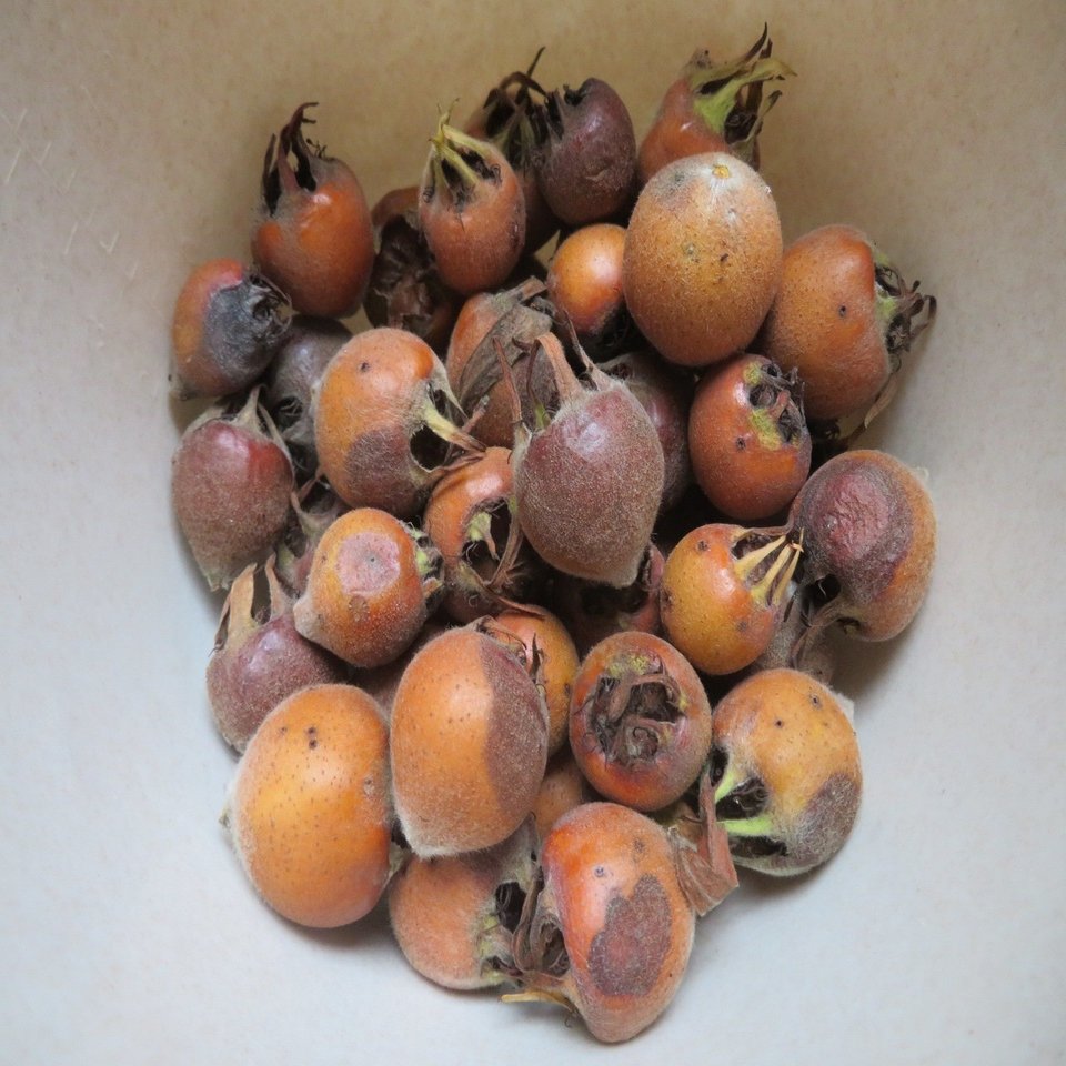 セイヨウカリンの人工成熟 腐敗 英語 ブレッティング Eiko Toda Note