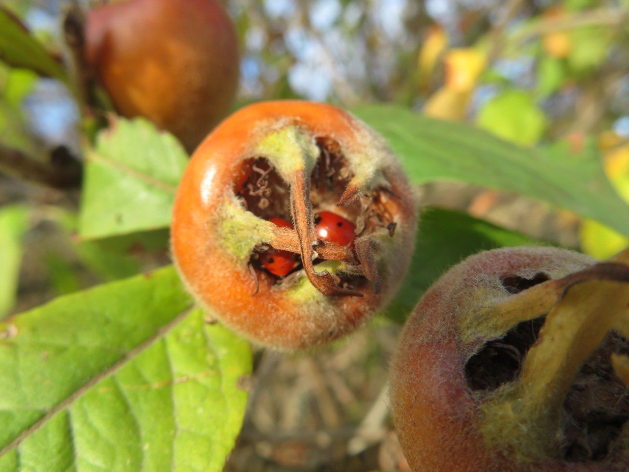 セイヨウカリンの人工成熟 腐敗 英語 ブレッティング Eiko Toda Note