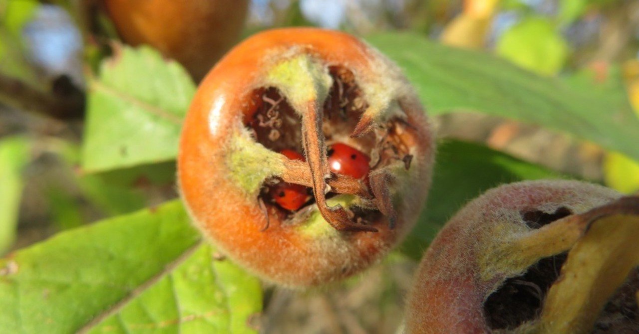 セイヨウカリンの人工成熟 腐敗 英語 ブレッティング Eiko Toda Note セイヨウカリンの人工成熟 腐敗 英語 ブレッティング Eiko Toda Note