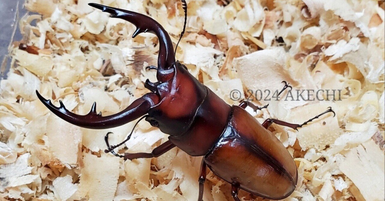 ◆OAKS　トカラノコギリ　中之島産　ペア◆ ◇OAKS トカラノコギリ 中之島産 ペア◇