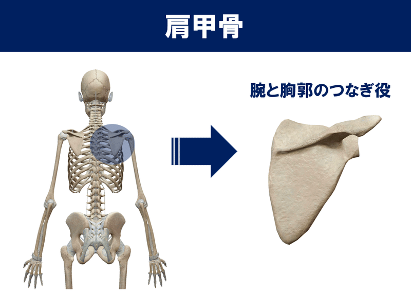 投げるための肩甲骨 佐藤 康 Note