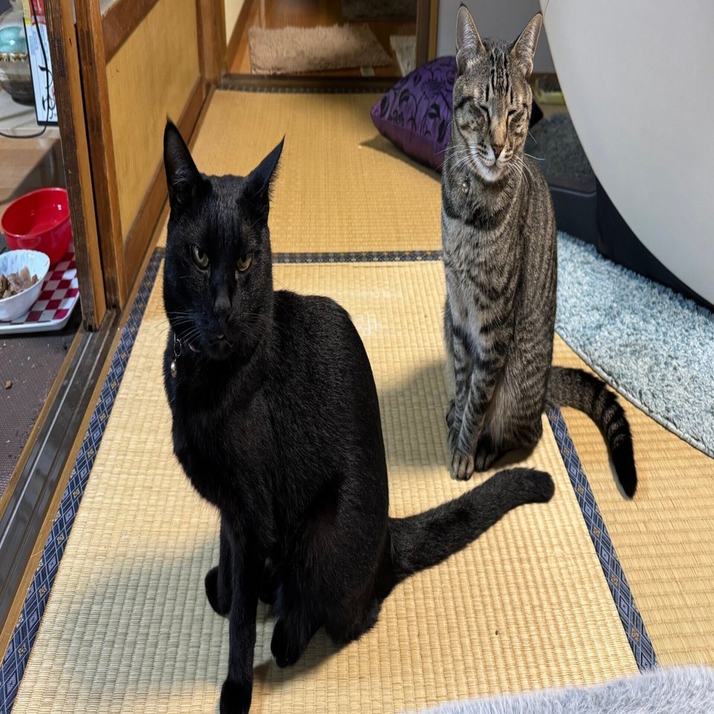 我が家の猫ちゃん紹介します｜シンディ