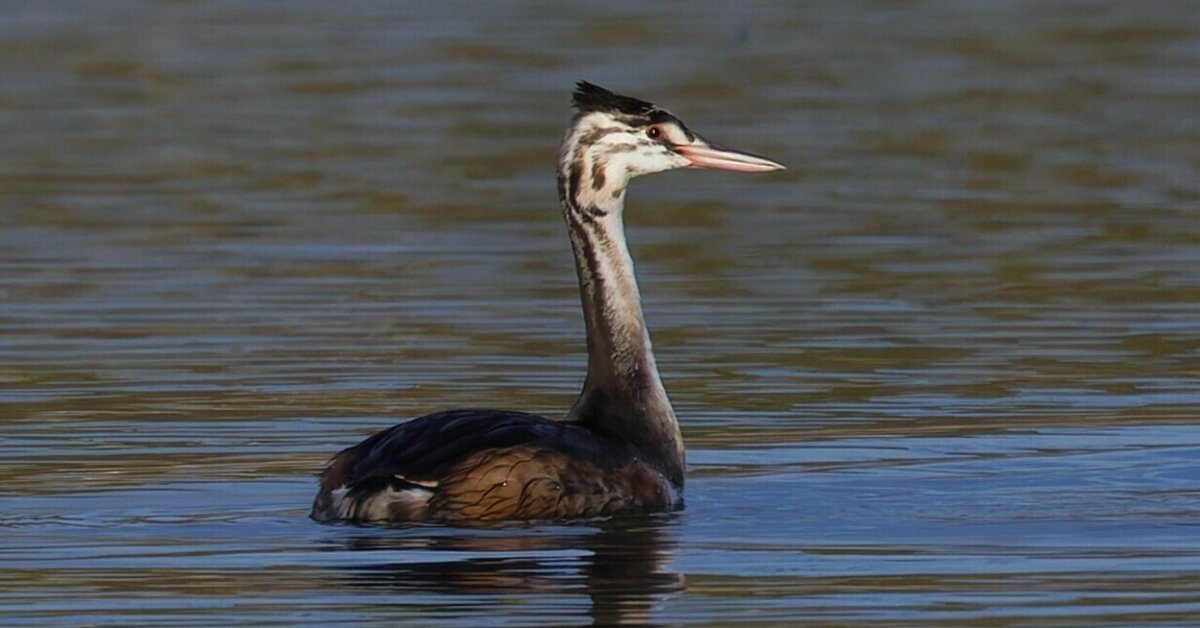 カンムリカイツブリもやってきた｜神戸の野鳥note@きたの みつよし