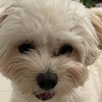 番長@アダアフィ