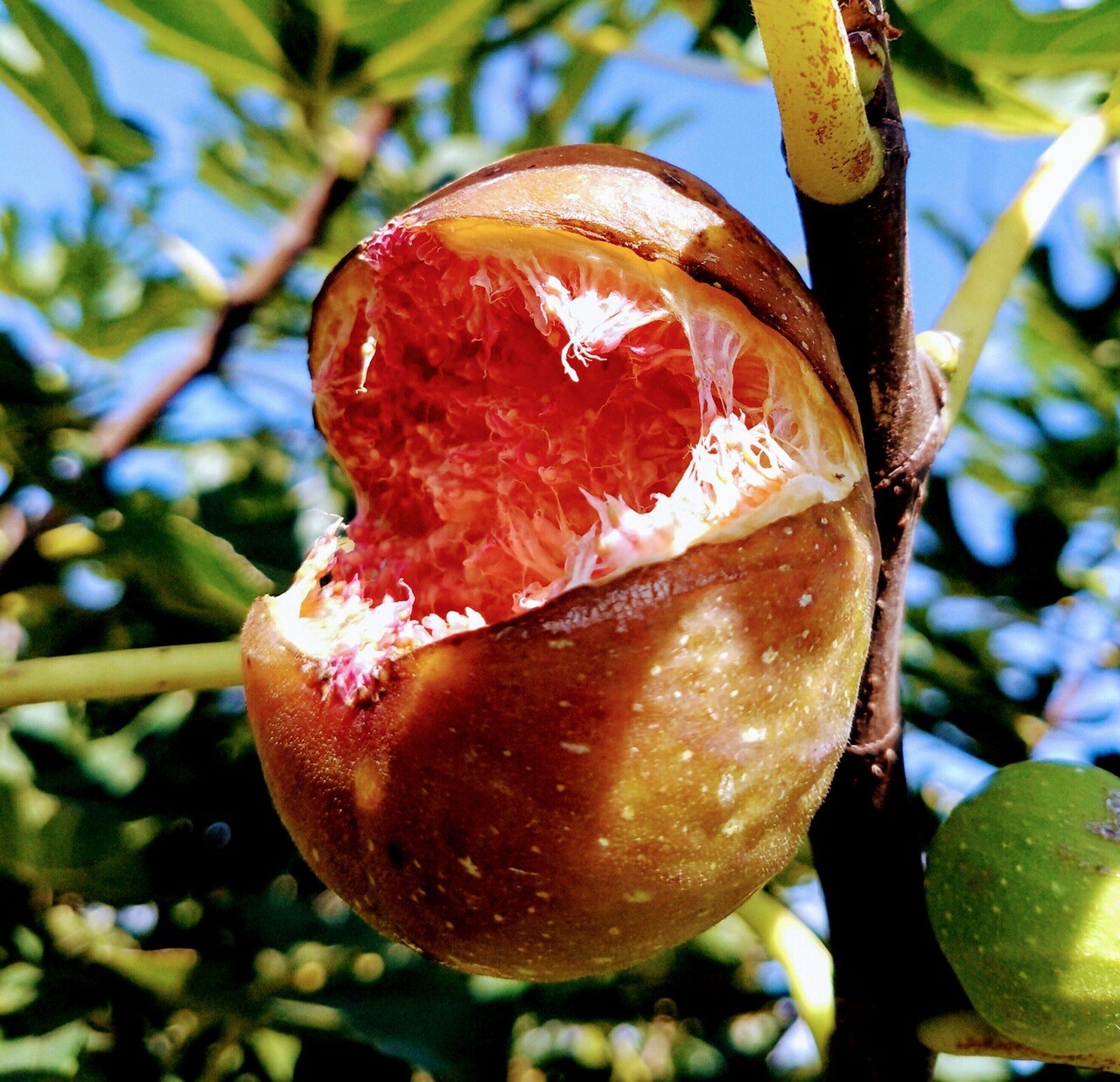 無花果いちぢくイチジクFicus carica】 完熟し果頂部がぱっくり