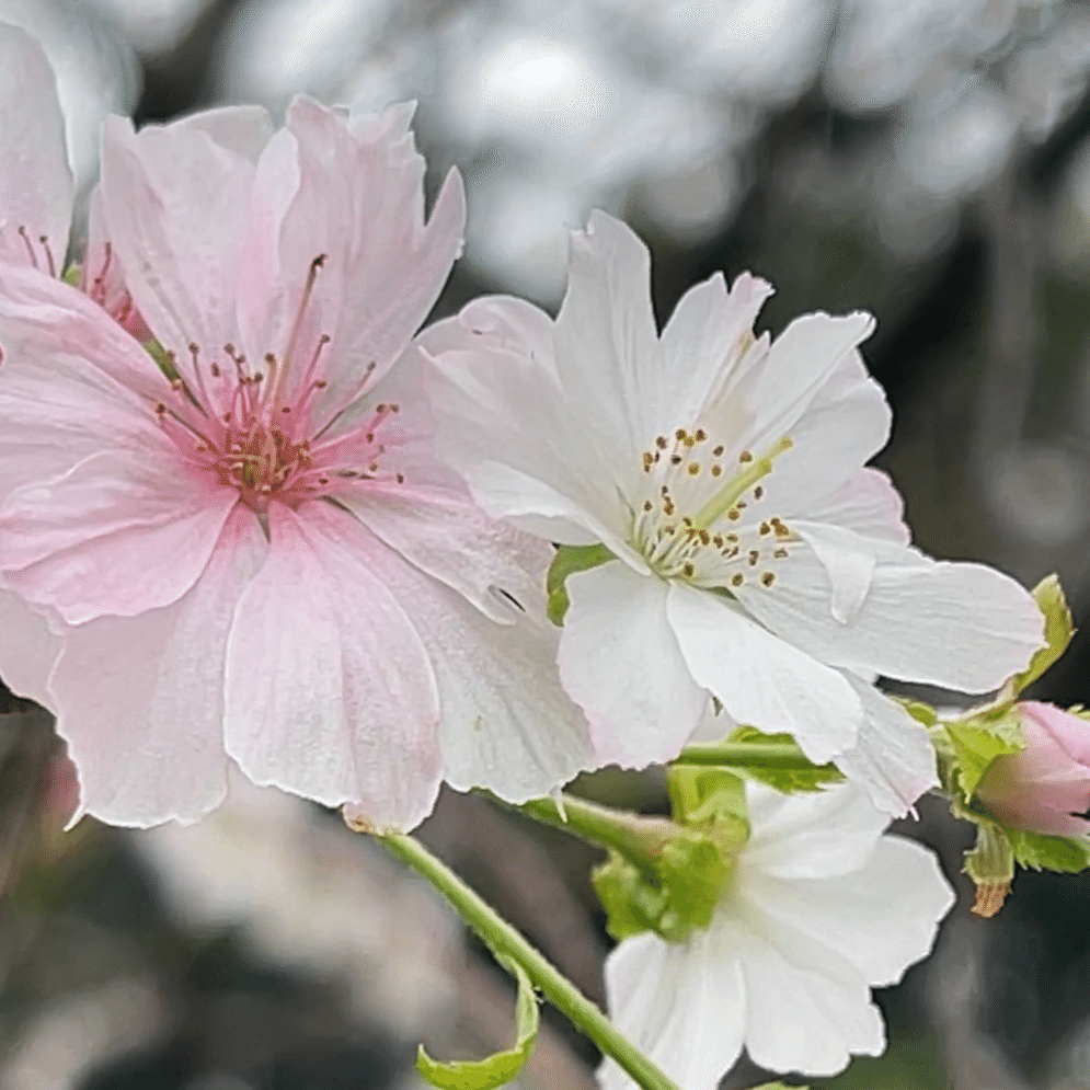 植物手帳】十月桜 ジュウガツザクラ｜植物手帳
