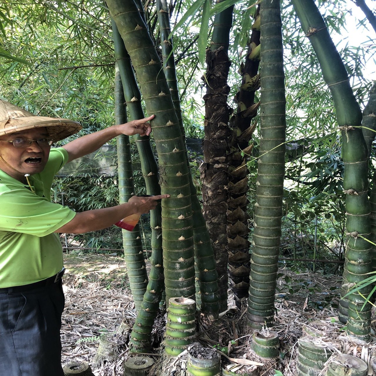 竹を知る台湾旅②青竹竹芸文化園に行く｜弁当家・弁当コンサルタント